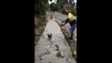 Chicken ruins freshly paved concrete