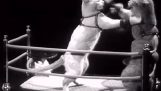 猫ボクシング1937