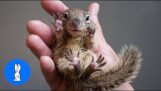 Squirrel babies eat hazelnuts
