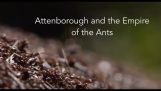 BBC-dokumentär: Attenborough och Empire av myror