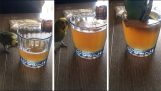 Un papagal sare într-un pahar de bere