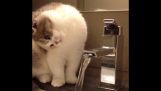 แมวล้มเหลวในการดื่มน้ำจากก๊อกน้ำ