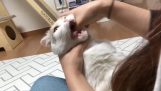 Cómo dar medicamentos a su gato