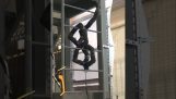 A robotic snake climbs a ladder