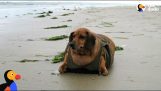 一只肥胖的腊肠犬减掉了 22 公斤