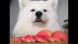 ASMR of a dog eating apples