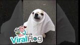 Ghost Dog for Halloween