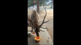 Elk едят тыкву после Хэллоуина