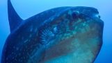 En submersible møder en enorm moonfish