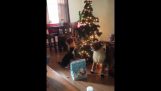 Katze gegen Weihnachtsbaum