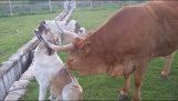 Brown cow licks his dog friend