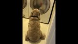 Пас испред машине за прање веша