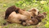 mãe ursa e seus filhotes