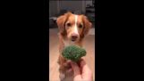 Denna hund gillar broccoli