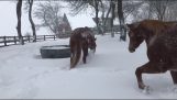 Horses play in the snow