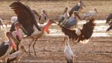 Marabouts obține peștii lor furate de un vultur