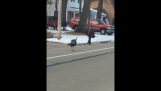 A turkey chases a child