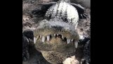 Un cocodrilo no tan feliz