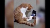 A macska látja a videót annak elhunyt tulajdonos