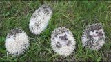 Cute hedgehogs