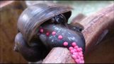 An apple snail laying its eggs