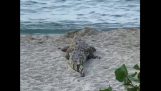 Krokodyl na plaży