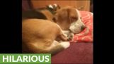 A sleeping dog howls when listening to music