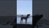 Um cão ejeta água através de seu ânus
