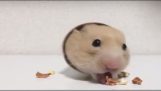 A hamster eats in a cardboard roll