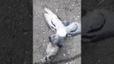 Two pigeons found attached with string