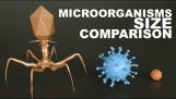 Vergelijking van grootte tussen microorganismen tot 1 millimeter