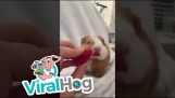 This guinea pig loves tomatoes