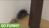 A cat refuses to hunt a mouse