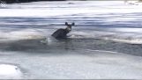 Un cerf coincé dans une rivière gelée