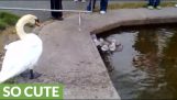 Baby swans come out of the water to reach their nest