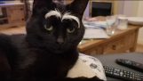 Katze mit Feder Augenbrauen