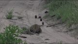 Mangusty vs Leopard