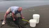 一个太平洋鳗鱼停留在通过一个好心人救了沙