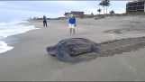 Giant żółwia dostał się do wody