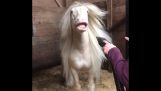 Cavalo vs Secador de cabelo