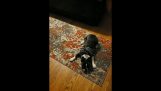 Un chien est excité sur un tapis