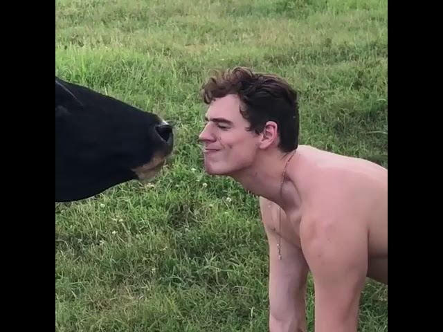 Man gets a kiss from a cow.