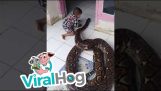 Giochi del bambino con enorme serpente