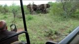 A safari guide gets away from a flock of angry elephants