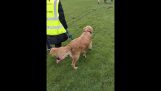 Um cão salta com alegria