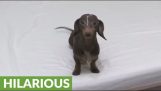 Un perro salchicha se vuelve loco en una cama