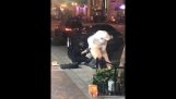 Easter bunny goes on a fight (Orlando)