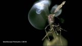 Tilintetgjøre mygg med lasere