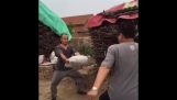 Kung Fu with a bag of cement