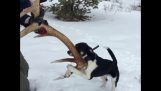 A dog does not want to let go of antlers